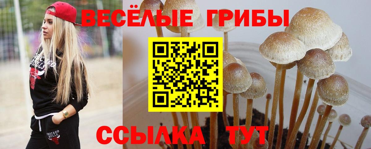 Псилоцибиновые грибы Psilocybine cubensis Пятигорск